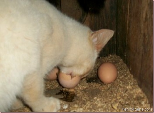 cat and egg